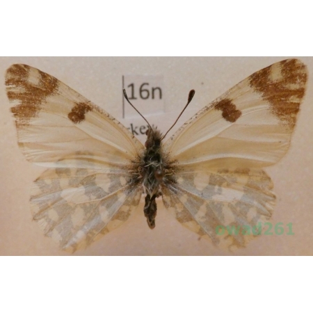 Euchloe ausonia (Hubner, 1805) Turkey16n